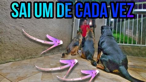 Toda vez que abro o portão o meu cachorro foge oque eu faço pra ele