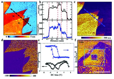 Afm Topography A Pfm Amplitude C And Phase D Of Layer Thick