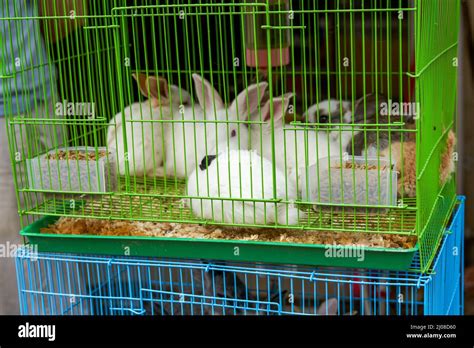 Cute Rabbits For Sale In Pet Store Stock Photo Alamy