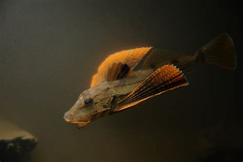 Sea Robin — Hudson River Park