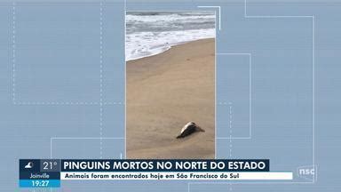 NSC Notícias SC Pinguins são encontrados mortos em São Francisco do