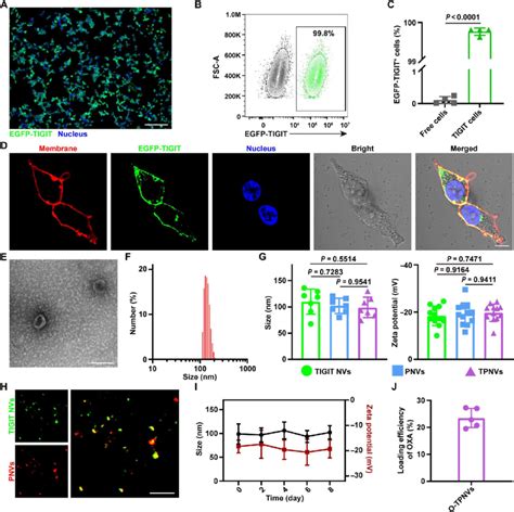 Characterization Of O Tpnvs A Confocal Images Of The Stable Cell