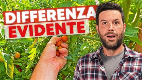 Come Faccio A Raccogliere 1 TONNELLATA Di POMODORI A SETTIMANA YouTube