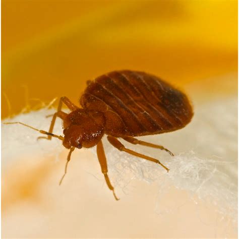 How To Identify Bedbugs In Waltham Forest Pest Control Waltham Forest