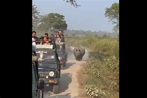 Watch Angry Rhino Chasing Safari Gives Tourists A Real Scare At