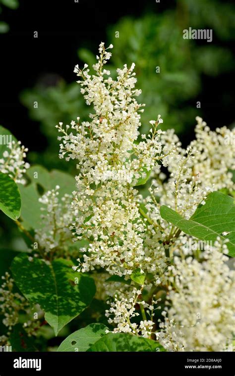 Asian Knotweed Or Japanese Knotweed Japanischer Staudenknöterich