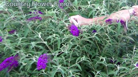 How To Deadhead A Butterfly Bush Youtube