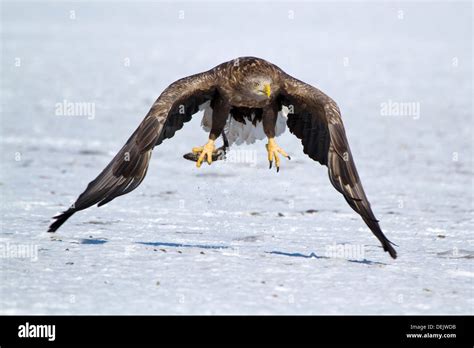 White Tailed Eagle Hokkaido Japan Stock Photo Alamy