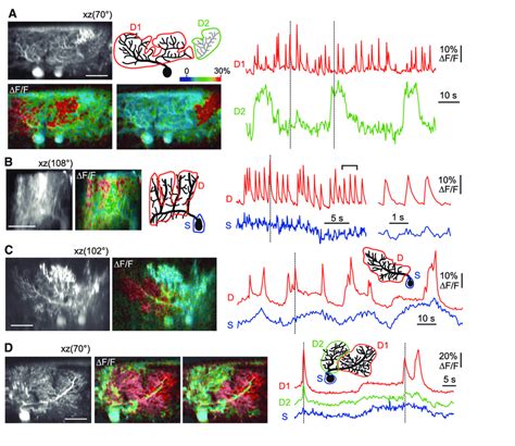 In Vivo Calcium Imaging Of Purkinje Cell Dendrites A Left Sagittal