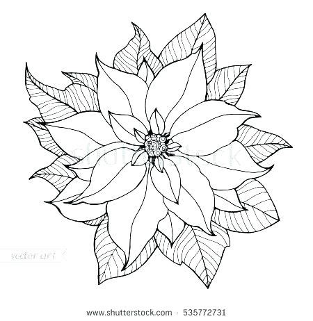 Poinsettia Drawing Outline at PaintingValley.com | Explore collection ...