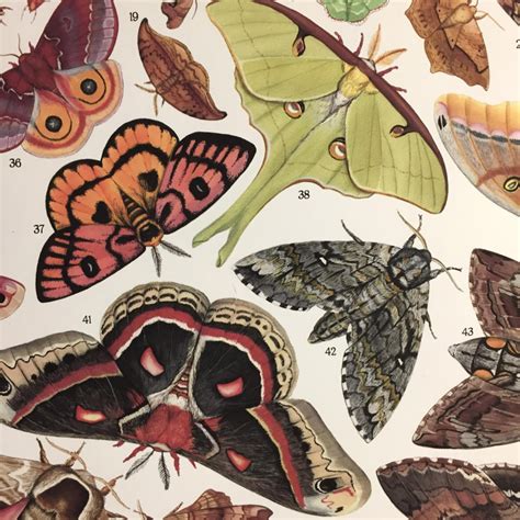 Moths Of North America Signed Poster 18X24 Etsy