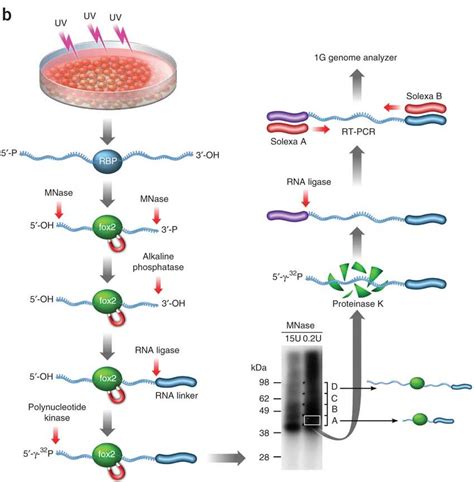 Uv Crosslink Ip Purify Sequencing