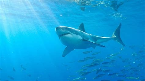 Deep Blue el tiburón blanco más grande que se ha filmado en el mundo