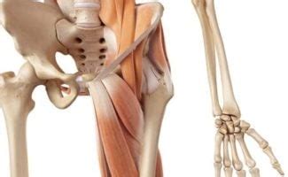 Hip And Groin Pain In Runners Howard J Luks MD