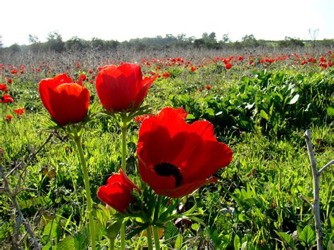 PazzaPazza: KALANIT - ISRAEL'S MOST BELOVED FLOWER