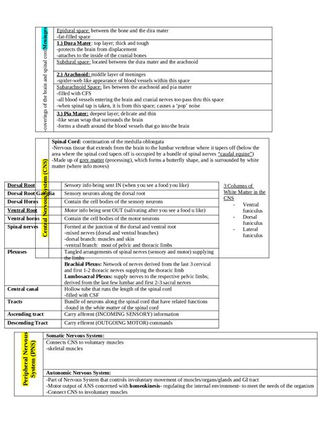 Meninges Central Nervous System And Peripheral Nervous System Notes