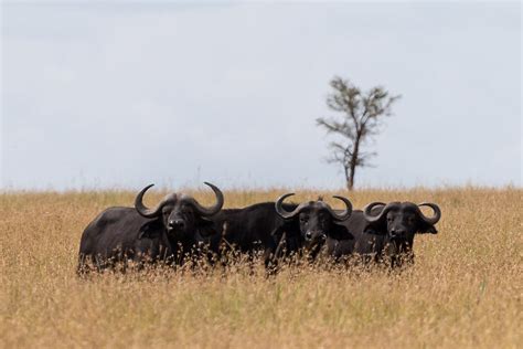 Three Buffalo Curious Watching The Group Of Elephant Acros Flickr