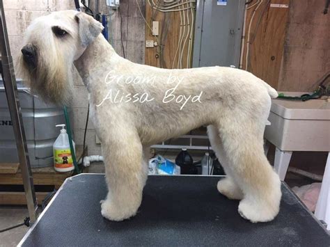 Wheaten Terrier Haircut Styles