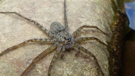 16 Surprising Facts About Long-legged Water Spider - Facts.net