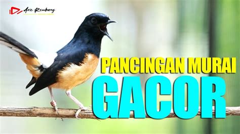 MURAI GACOR PANCINGAN EMOSI CEPAT GACOR YouTube