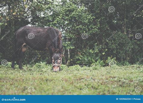 Cavalo Que Pasta No Pasto Da Montanha Potro Que Come A Grama No Campo