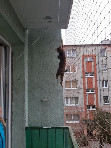 Siatka Na Balkon Siatka Dla Kota Zielona G Ra Gratka Pl