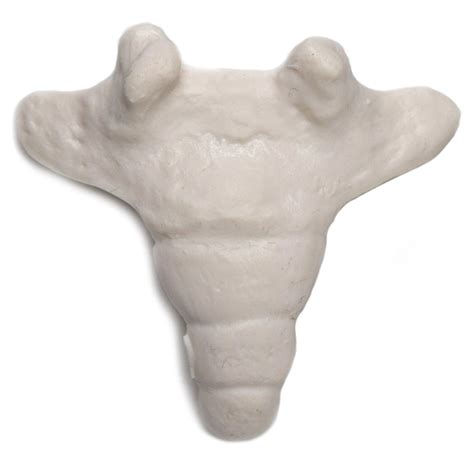 Coccyx Bone Model - Anatomically Accurate, Detailed Human Bone Replica ...