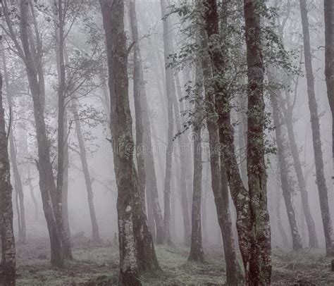 Foggy Woods with Beautiful Light Stock Image - Image of horror, misty ...