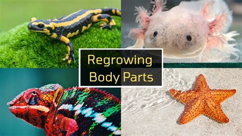 6 Animals That Can Regenerate Their Body Parts 4k Science Video Youtube