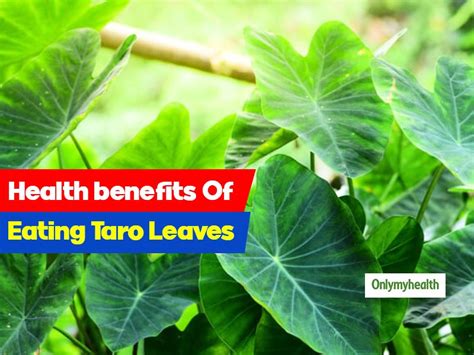 Taro Leaves: Nutritional Facts Of This Low-Calorie Green Leafy Veggie ...