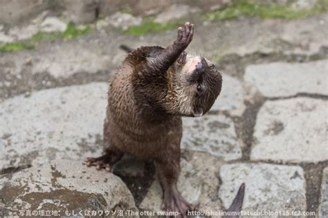 Otter Practices His Interpretive Dance — The Daily Otter | Otters, Otter love, Interpretive dance