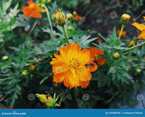 Starburst flower stock photo. Image of flower, blossum - 155998256