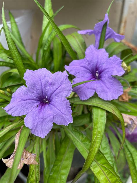 Ruellia brittoniana – Mason House Garden