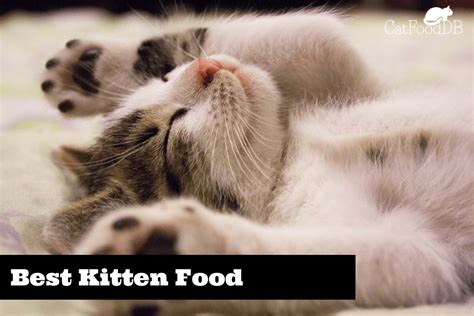 Catfooddbs Best Kitten Foods