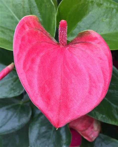 Pink_Anthurium | Minter Country Garden