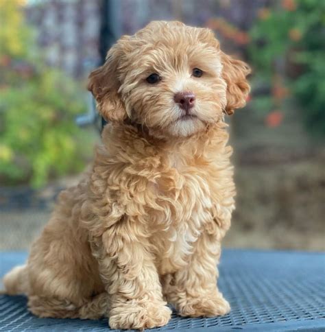 Maltipoo Puppies Red Red Maltipoo Puppies Sale