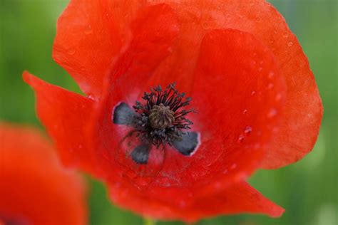 Papaver rhoeas - gardenersworld.com