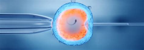 Factors Influencing In Vitro Fertilization IVF Treatment Costs Dr