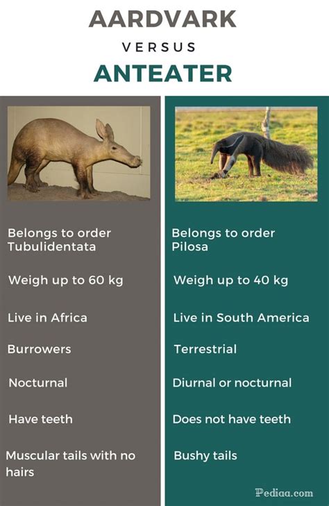 Difference Between Aardvark and Anteater – Pediaa.Com