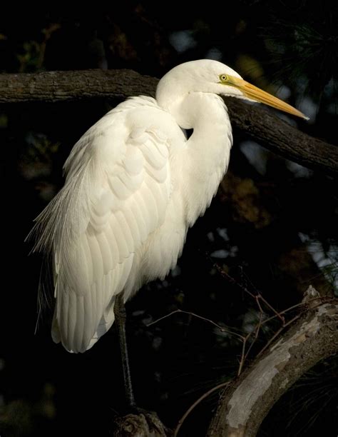 Free picture: great egret, bird, ardea alba