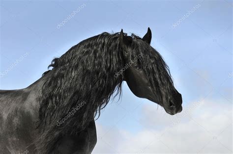 Black horse portrait, friesian stallion Stock Photo by ©vikarus 7978781