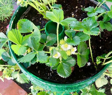 Easy Diy Strawberry Towers Tutorial Homemade Food Junkie