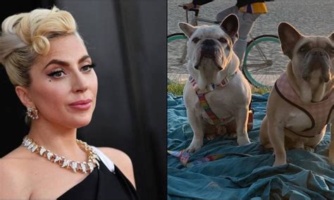 Gaga Es Demandada Por No Pagar La Recompensa A Quien Rob Sus Perros