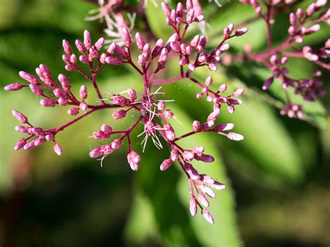 Sadziec Purpurowy Eupatorium Purpureum Miododajna Ogrodniczyraj Pl