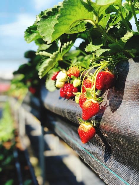 Primer Plano De Las Fresas Que Crecen En La Planta Foto Premium