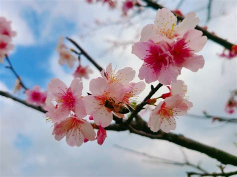 春暖花開綻放櫻姿 河津櫻粉嫩陽光公園 台灣焦點與掌故