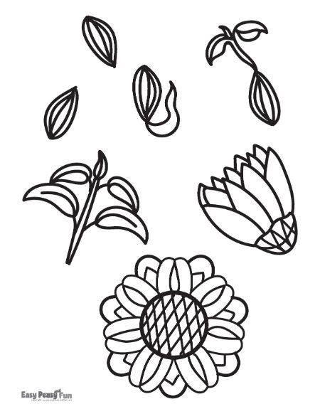 Sunflower Seed Coloring Pages