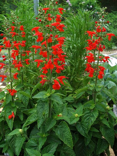 Salvia coccinea Lady in Red