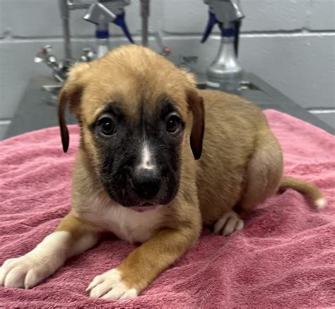 Tyler, - *First puppy from the litter found at the landfill in the