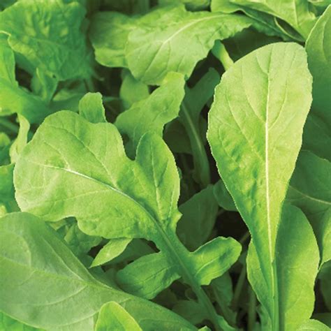 Amazon.com : Arugula Seeds - 1000 Seeds Non-GMO : Patio, Lawn & Garden